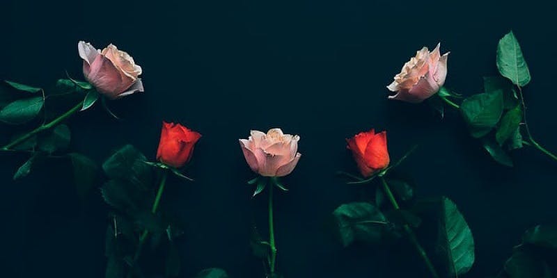 Aku Enggak Tahu Apa Itu Cinta Aku Enggak Tahu Apa Itu Cinta